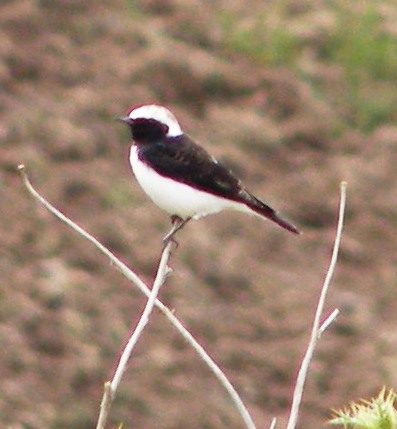 Monachella piangente (Oenanthe lugens)?